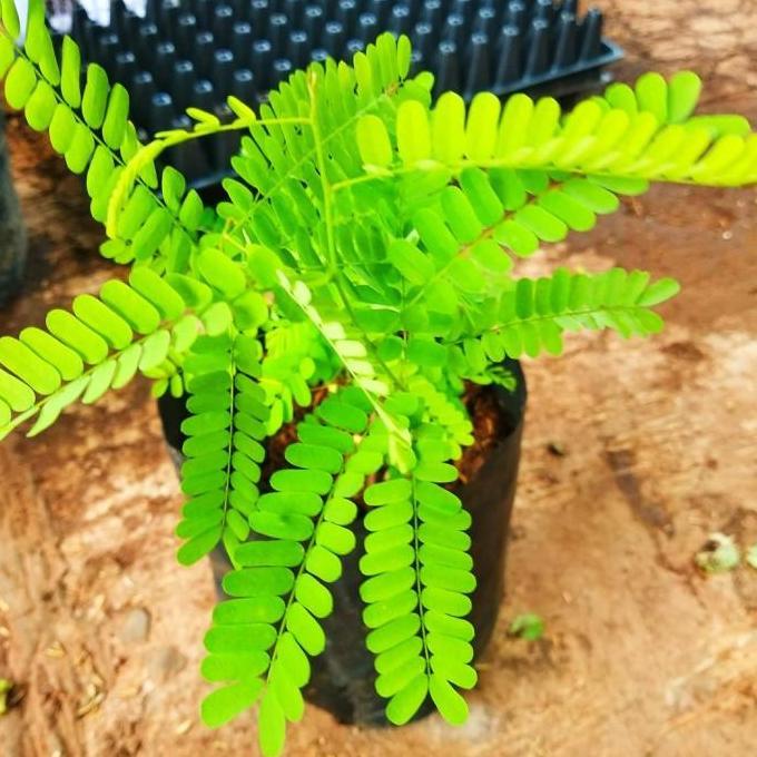 Saga Bibit Daun saga Bibit saga Tanaman saga