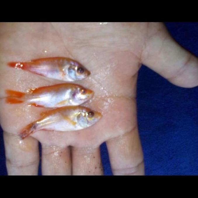 bibit ikan nila bangkok merah