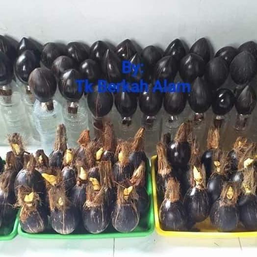bibit/bahan bonsai kelapa mini/gading