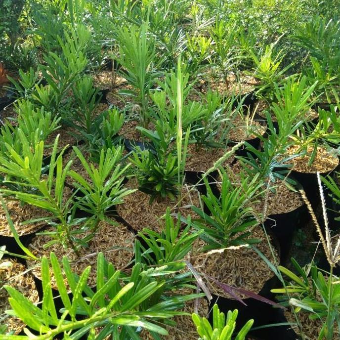 Tanaman bibit lo han sung