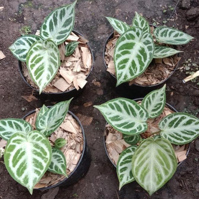 Anthurium Dorayaki Silver Blush - Dorayaki Silver Blush