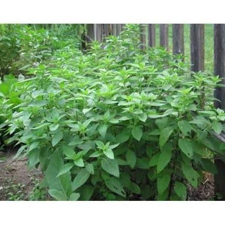 Bibit Kemangi Kualitas Super | Kemangi | Bibit