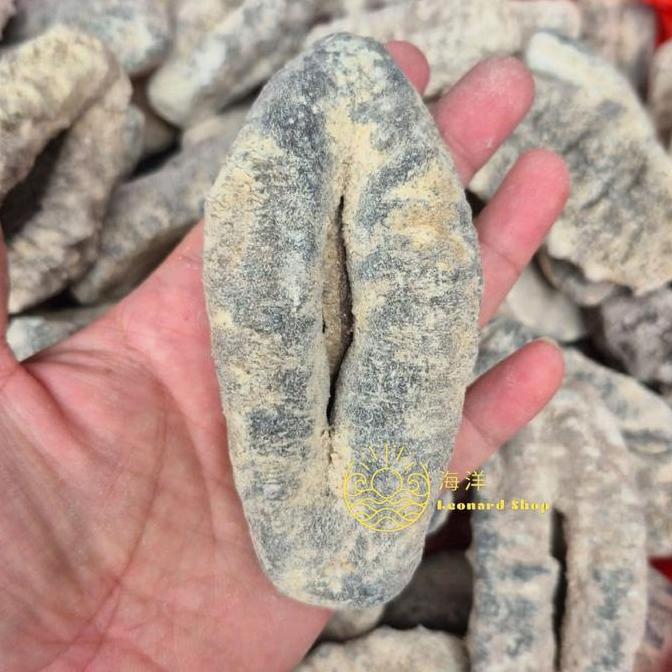 HAISOM SUSU PUTIH / TUBOSOM 500GR SUPER KERING ( 1 KILO JADI 4-5 KG) BERKUALITAS BESAR TEBAL DAN KEN