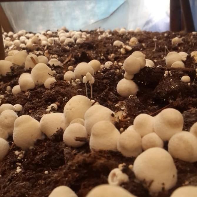 bibit jamur merang unggul