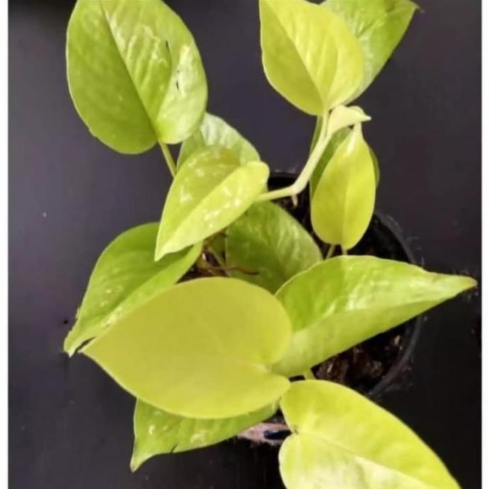 4 paket sirih gading / 4 jenis tanaman hias sirih gading