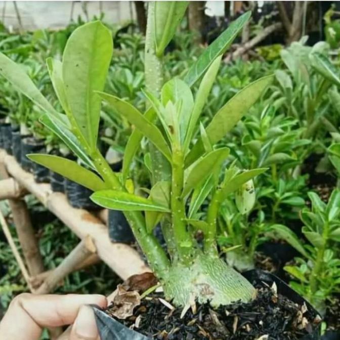 KAMBOJA JEPANG BONGGOL BESAR ADENIUM