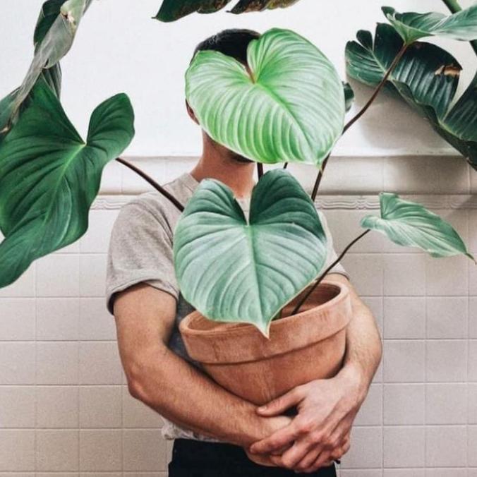 Tanaman hias homalomena rubescens - homalomena hijau - homalomena