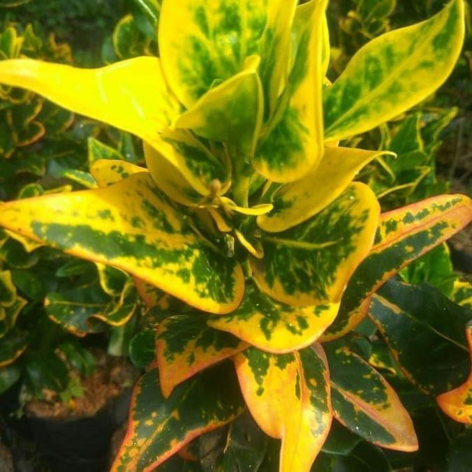 tanaman hias puring koin - puring jengkol - puring koin