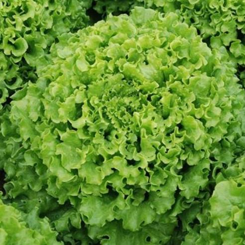 Grdx- Benih Selada Brava Batavia Lettuce Enza Zaden Indogreen Indoseed 1 Gr