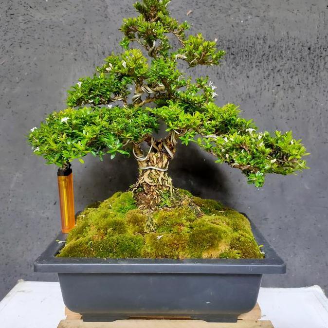 Bonsai Small Seribu bintang Super Micro Size Besar Sudah Berkarakter dan Siap Pajang WAR