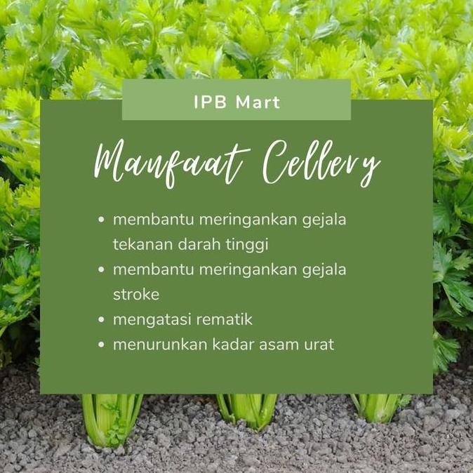 Vitafix- Herbal Kapsul Cellery Liza Herbal (Dr. Liza) Hipertensi/Darah Tinggi