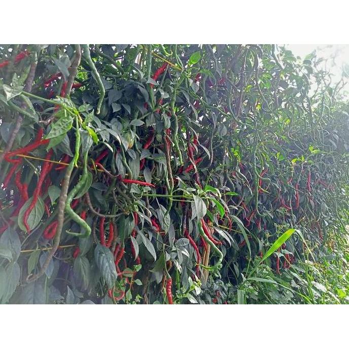 Grdwix- Benih Cabe Merah Keriting Tinggi 2 Meter Lokal Legum 10 Gram - Cmk Lokal Legum - Bibit Cabai