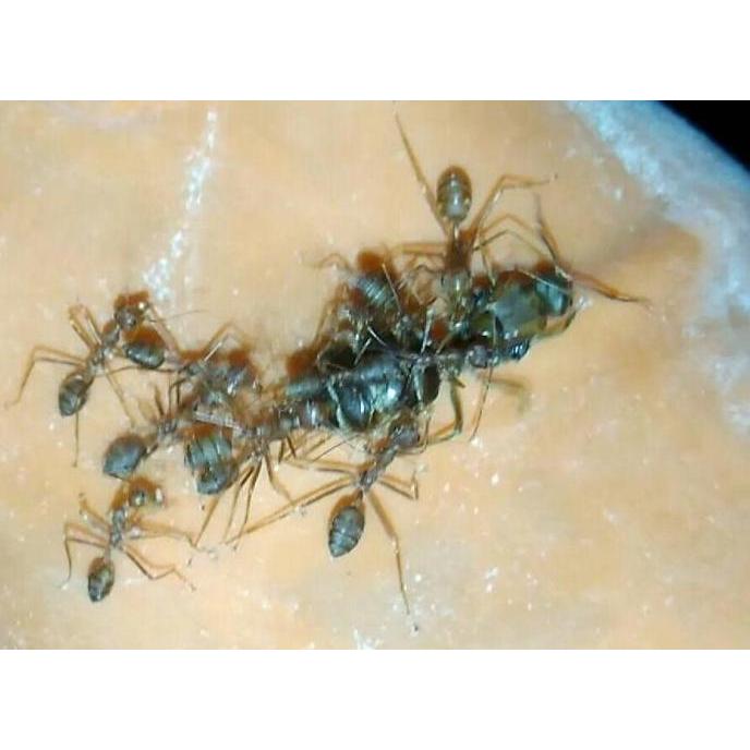 Ratu Semut Kroto (5 gratis 1)