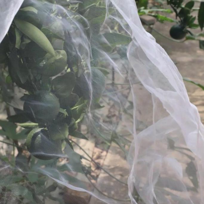 Insect Net Screen Jaring Penghalang Serangga - Lebar 3m Mesh 40