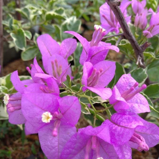 tanaman bougenville variegata