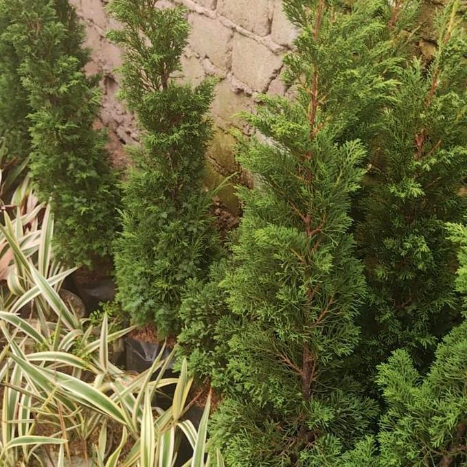 Cemara lilin tinggi 50 cm