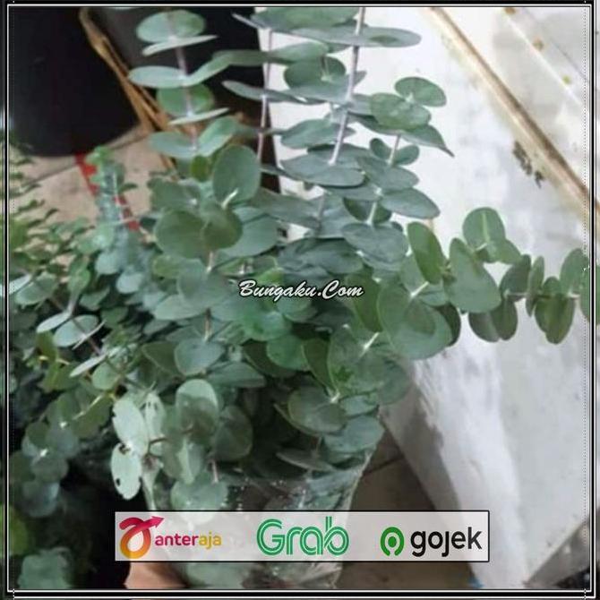 Flowpick- Daun Eucalyptus Segar Silver Dollar Import