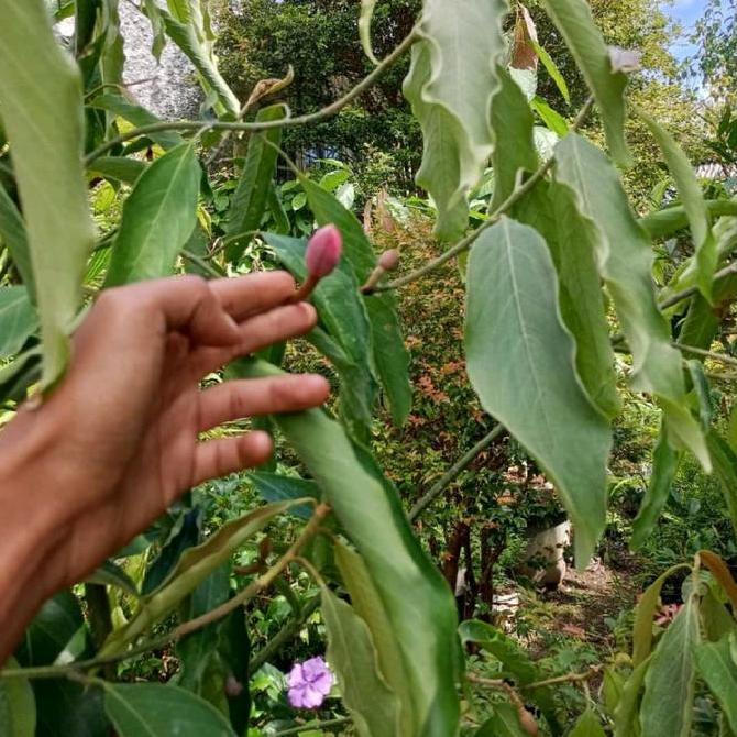 Terlaris Pohon Cempaka Bunga Merah Asli Tinggi 2 Meter