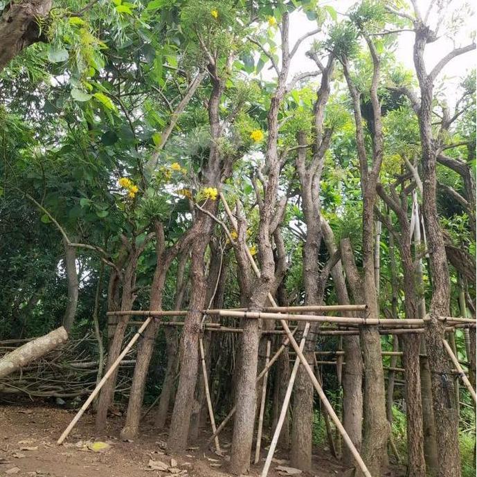 Terlaris Pohon Tabebuya Kuning Ukuran Batang Besar Tinggi 4 Meter
