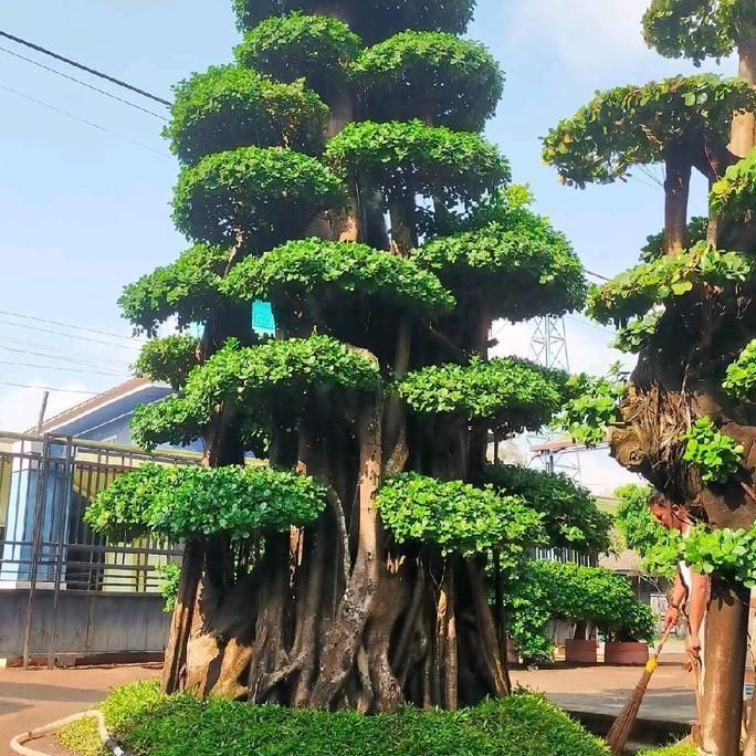 Terlaris Jual Pohon Beringin Korea / Bonsai Beringin Korea / Bonsai Beringin Dolar Fossil