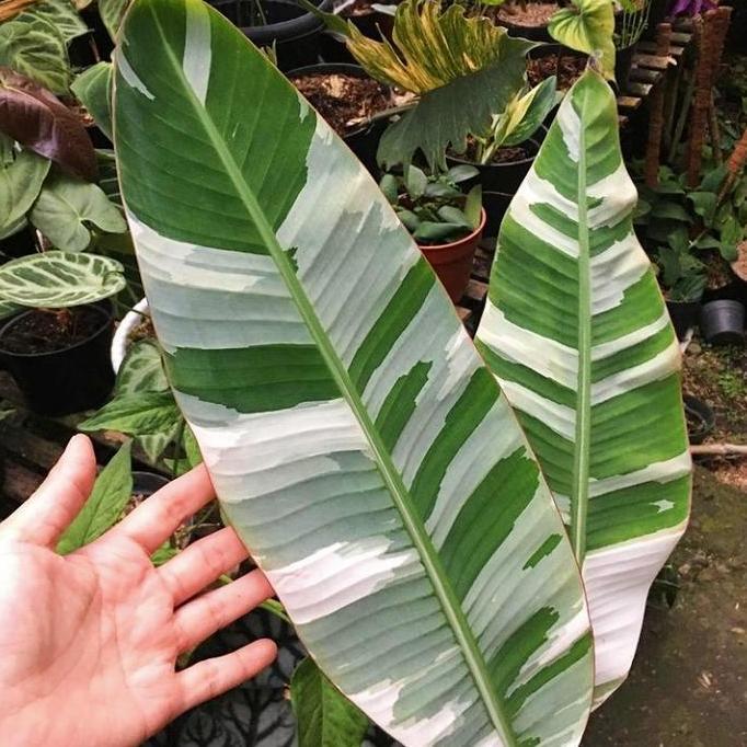 Terlaris Tanaman Hias Pisang Variegata Musae Putih