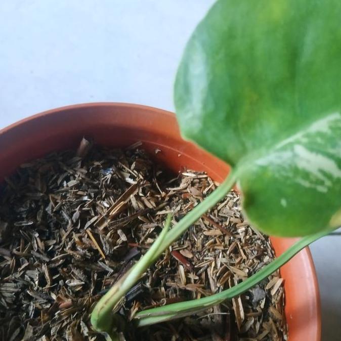Terlaris Tanaman Hias Monstera King/ Deliciosa Variegata