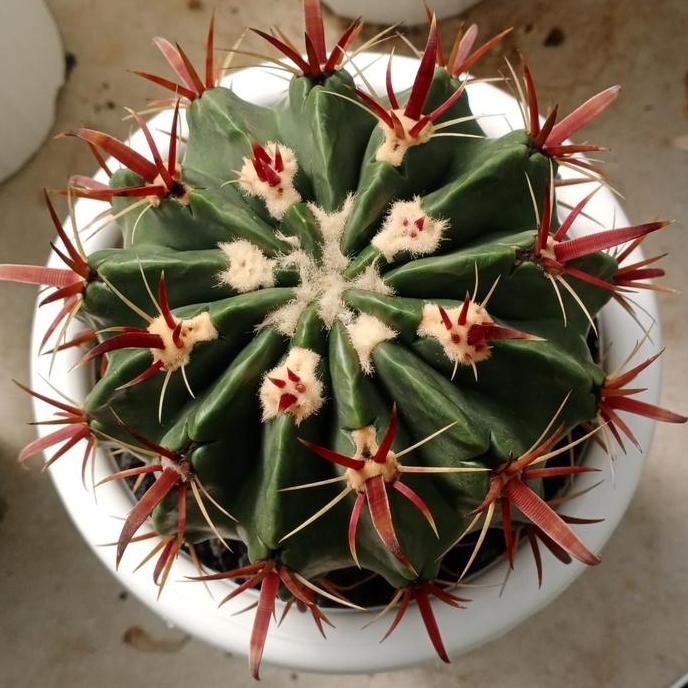 Terlaris Tanaman Hias Kaktus Fero Latispinus