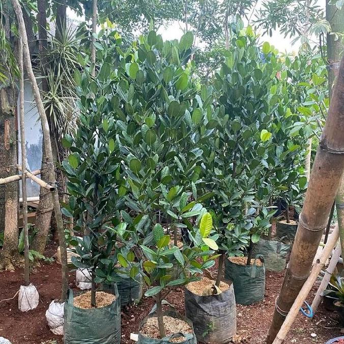 Terlaris Pohon Garcenia Tinggi 1,5 Meter / Tanaman Pohon Garcenia / Jual Pohon Garcenia / Pohon Garc