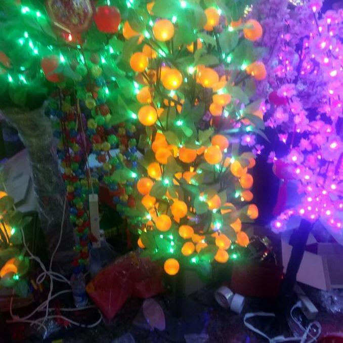 Terlaris Pohon Jeruk Imlek