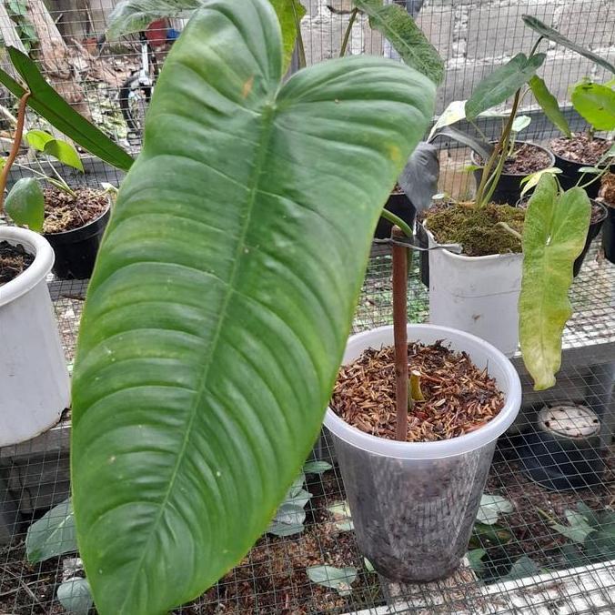 Terlaris Philodendron Sharoniae Tanaman