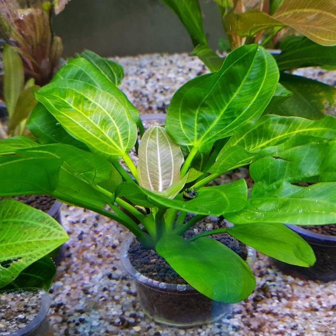 Terlaris Echinodorus Iguazu Rosemarry (New Varian)