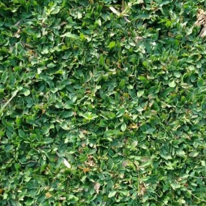Rumput Gajah / Rumput Gajah Mini