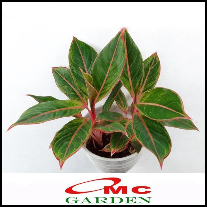 TERLARIS AGLONEMA PINK LIPSTICK LIPSTIK MERAH MUDA SIAM AURORA SRI REJEKI 1520 