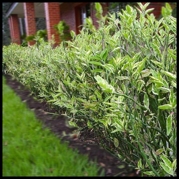 DISKON TANAMAN BONSAE BONSAI ZIG ZAG ZIGZAG PLANT PATAH TULANG EUPHORBIA B-ZZ-J1-001 
