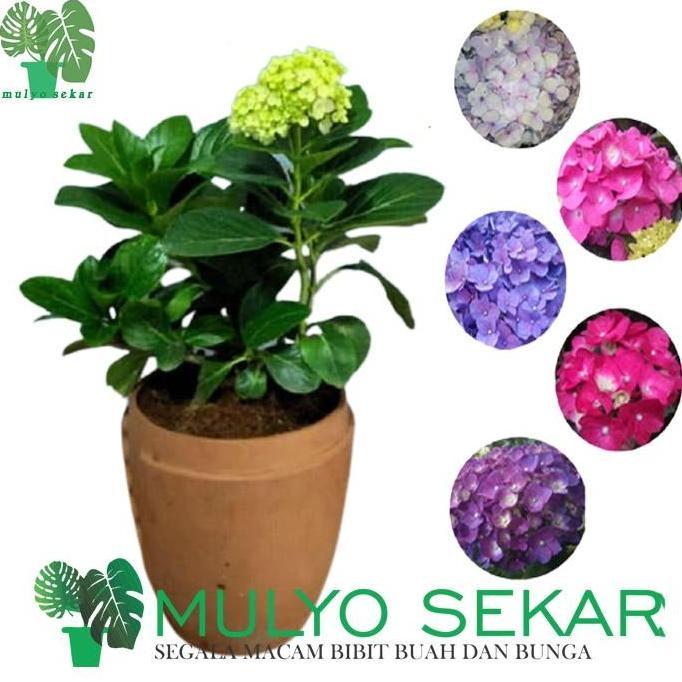 Tanaman Pancawarna Berbunga Hortensia holland sudah berbunga