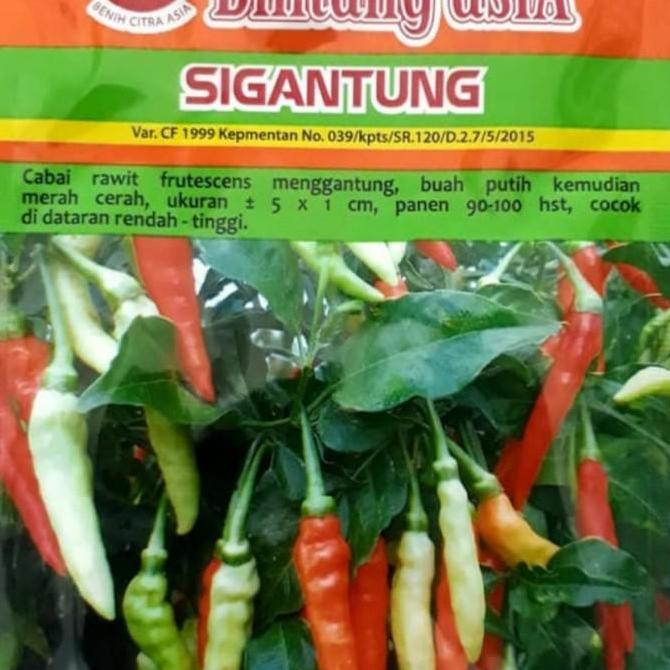 benih cabe rawit SIGANTUNG 10gr
