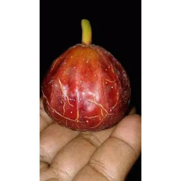 Bibit Buah Tin Salscorleon FC