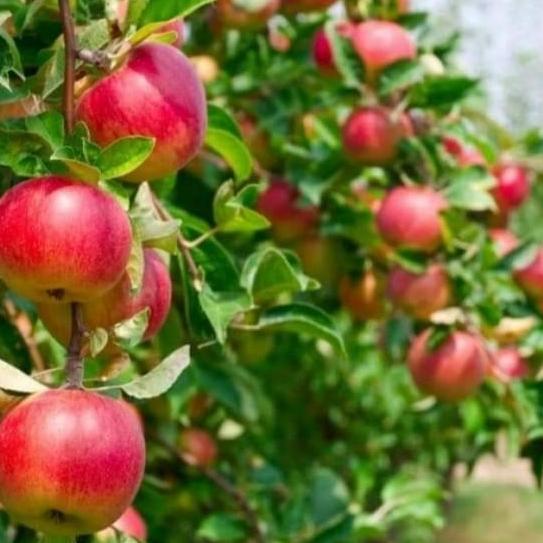 bibit apel merah fuji cangkok