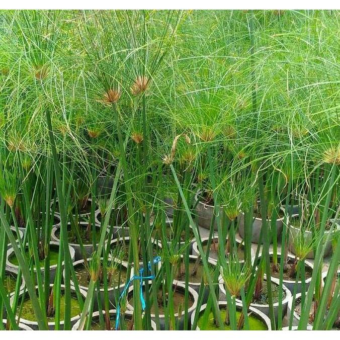 Tanaman air draw papyrus giant