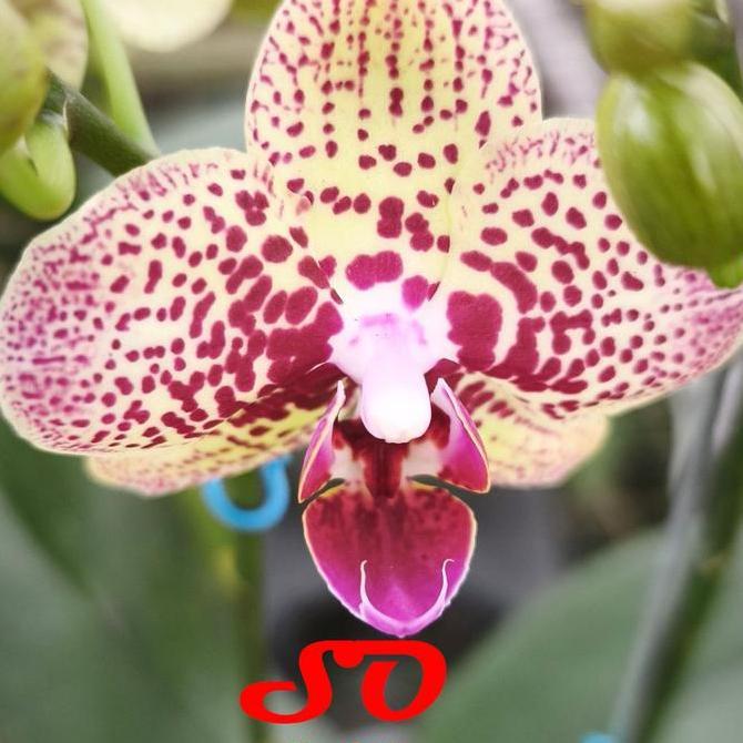 [ BERBUNGA ] Anggrek Bulan Mini Kuning Totol Merah