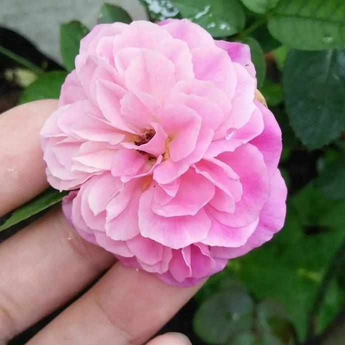 tanaman bunga mawar kampung pink salem