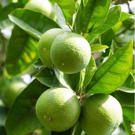 TANAMAN JERUK NIPIS/BIBIT JERUK NIPIS/OKULASI CEPAT BERBUAH