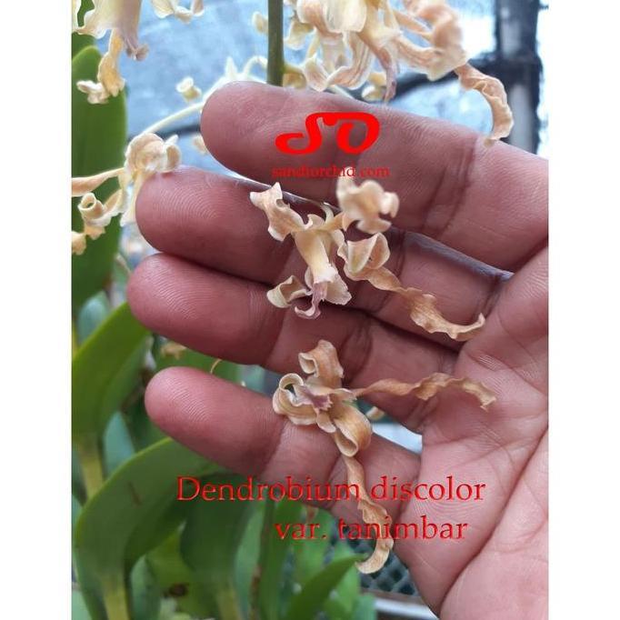 Dendrobium discolor var. Tanimbar