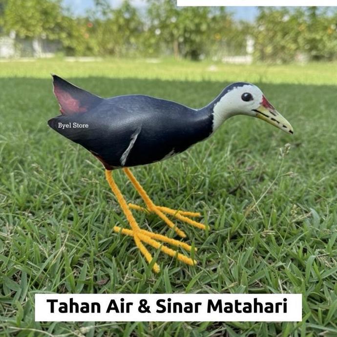 Kicaudor- Jontrot Kareo Ruak Ruak Sawah - Decoy Alat Pikat Burung Kareo Ruak Ruak Sawah