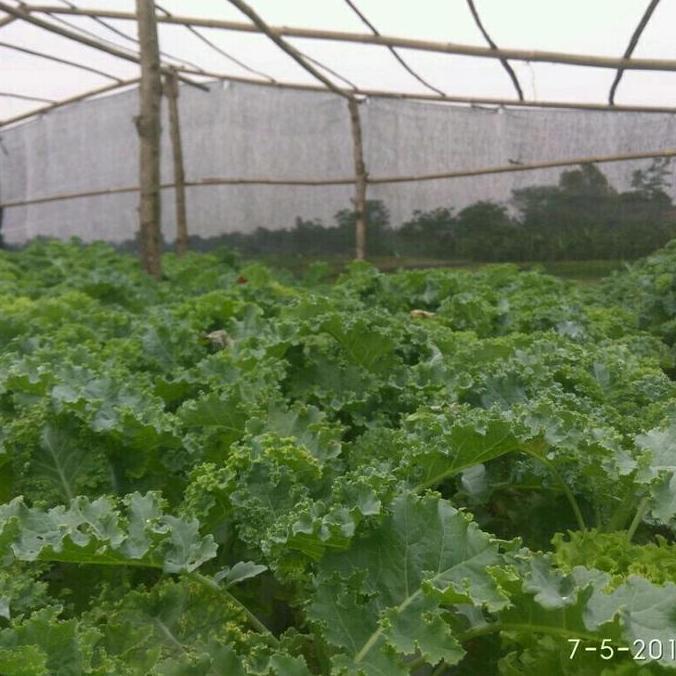 Joee- Ab Mix Premium 1 Liter ( Sayur Daun )