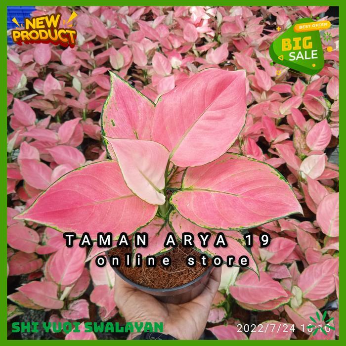 TANAMAN HIAS AGLONEMA TANAMAN INDOOR BIJI BENIH TANAMAN AGLONEMA BEST PRODUK 