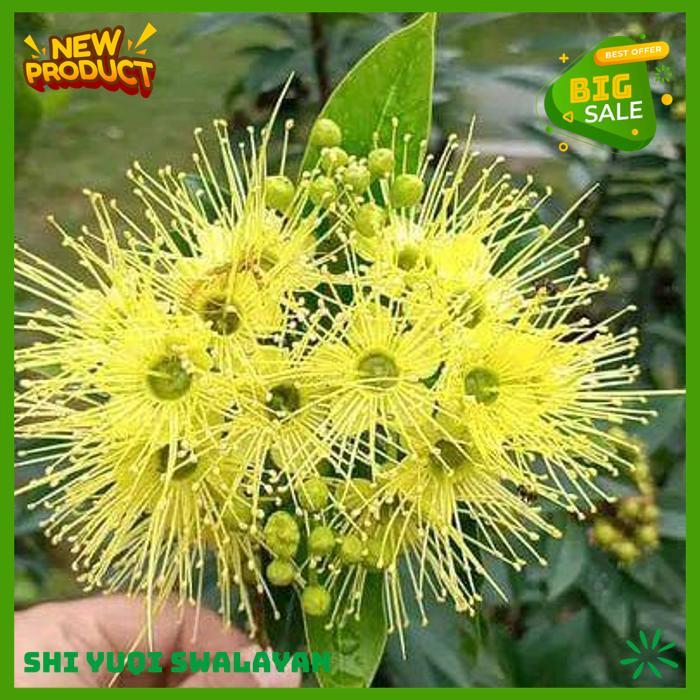 200 BIJI BUNGA SANTOS LEMON TUA DI POHON BIJI BENIH TANAMAN BUNGA BAHAN BERKUALITAS TINGGI 