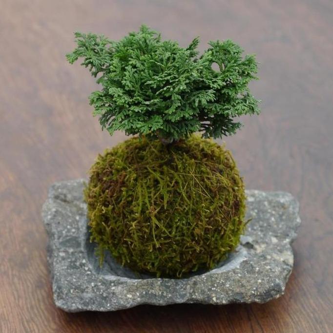 Kokedama Cemara Hinoki Cypress murah
