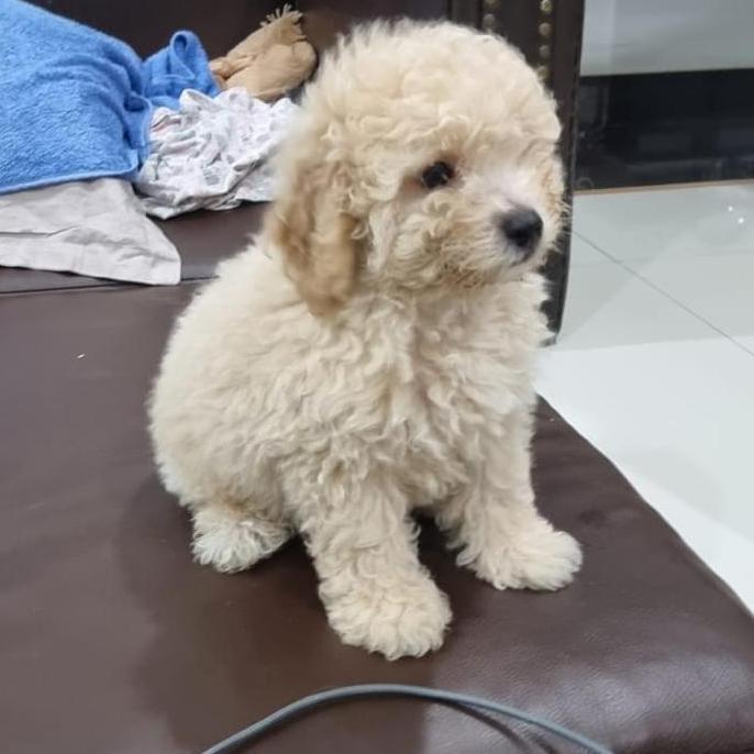 anjing puddle toy ( anakan )