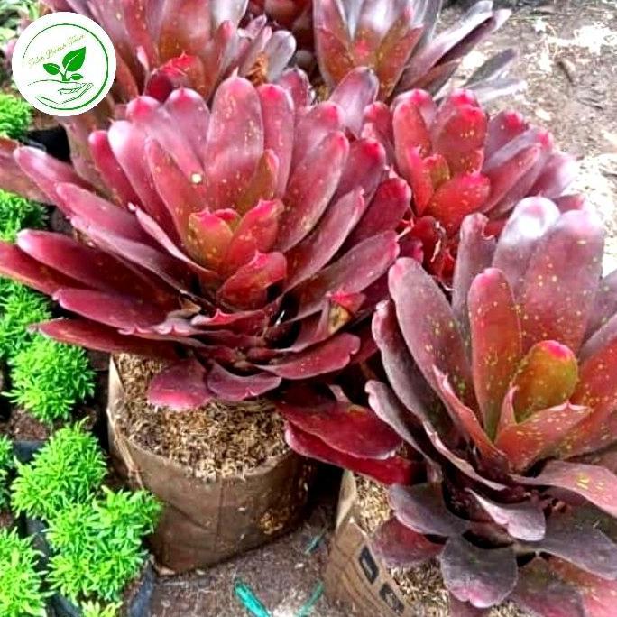 tanaman bromelia merah ukuran besar